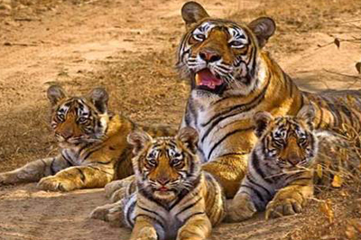 Sariska Tiger Reserve